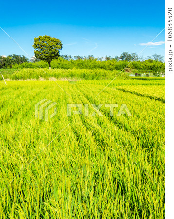 晩夏の農の景色 たわわに実った稲穂 晩夏の農の景色 たわわに実った稲穂 106835620