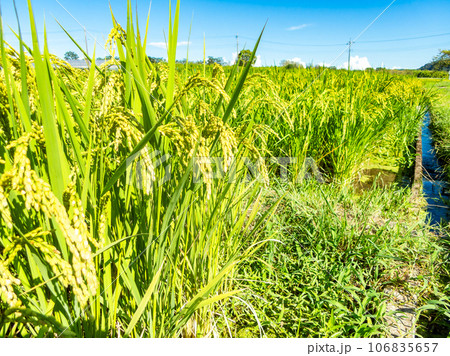 晩夏の農の景色　たわわに実った稲穂 106835657
