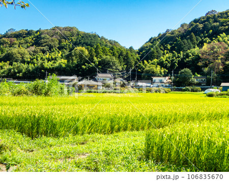 晩夏の農の景色 たわわに実った稲穂 晩夏の農の景色 たわわに実った稲穂 106835670