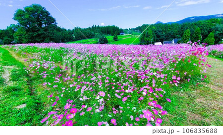 幻想的な上場高原のコスモス 出水市 鹿児島県 幻想的な上場高原のコスモス 出水市 鹿児島県 106835688