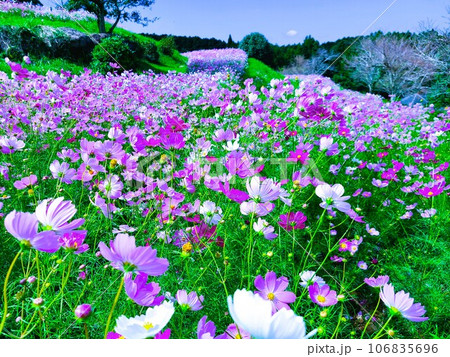 幻想的な上場高原のコスモス　出水市　鹿児島県 106835696