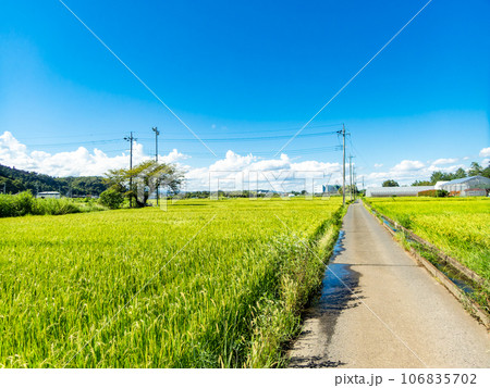 晩夏の農の景色 たわわに実った稲穂 晩夏の農の景色 たわわに実った稲穂 106835702