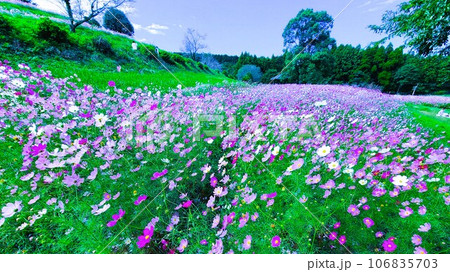幻想的な上場高原のコスモス 出水市 鹿児島県 幻想的な上場高原のコスモス 出水市 鹿児島県 106835703