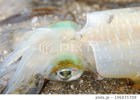 透明感のあるアオリイカの目のまわりのアップ 106835709