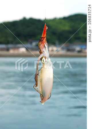 エギで釣れたアオリイカ 106835714