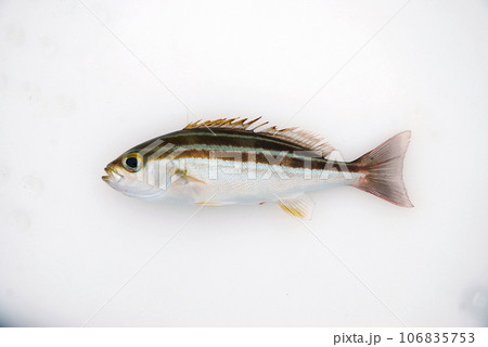 イサキの幼魚 イサキの幼魚 106835753