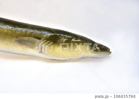 鮮度のいい釣れたてのウナギ 鮮度のいい釣れたてのウナギ 106835768