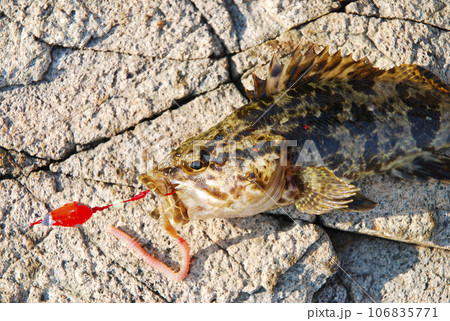 ブラクリで釣れた魚 ブラクリで釣れた魚 106835771