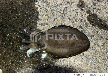 釣りたてのカミナリイカ 釣りたてのカミナリイカ 106835774