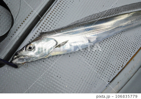 タチウオの船釣り タチウオの船釣り 106835779