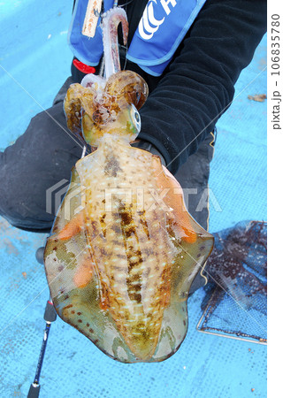 釣れたてのアオリイカ 106835780