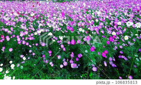 幻想的な上場高原のコスモス 出水市 鹿児島県 幻想的な上場高原のコスモス 出水市 鹿児島県 106835813