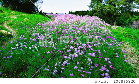 幻想的な上場高原のコスモス 出水市 鹿児島県 幻想的な上場高原のコスモス 出水市 鹿児島県 106835820