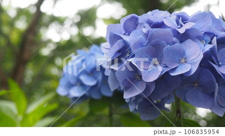 あじさい園にてブルーのお花 106835954