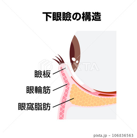 下眼瞼の構造  / 断面図ベクターイラスト 106836563