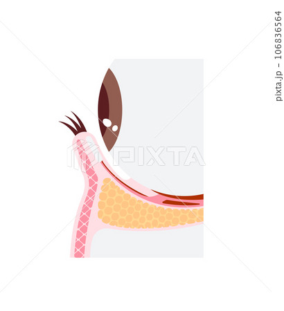 下眼瞼の構造  / 断面図ベクターイラスト 106836564