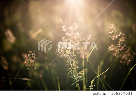 Beautiful natural background of dry grass in the sunshine Beautiful natural background of dry grass in the sunshine 106837031