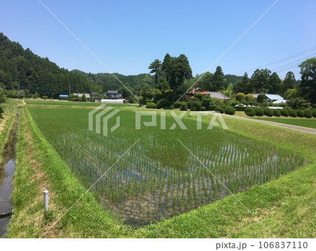 千葉県いすみ市、田んぼがある初夏の田園風景 106837110