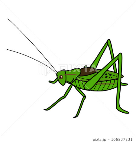 ポップで可愛いキリギリスのイラスト 106837231