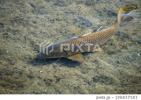 川の中の鯉 川の中の鯉 106837583