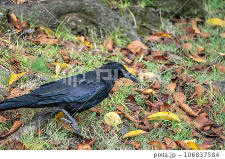 カラス(ハシボソガラス) カラス(ハシボソガラス) 106837584