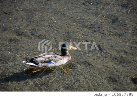 賀茂川のマガモ(エクリプス) 賀茂川のマガモ(エクリプス) 106837599