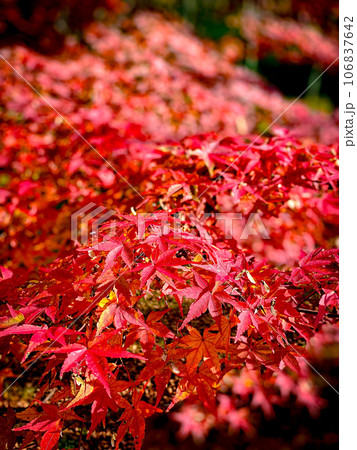 素晴らしい紅葉 素晴らしい紅葉 106837642