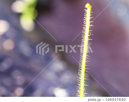 食虫植物の不思議な生態 106837680