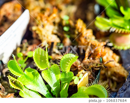 食虫植物の不思議な生態 食虫植物の不思議な生態 106837684