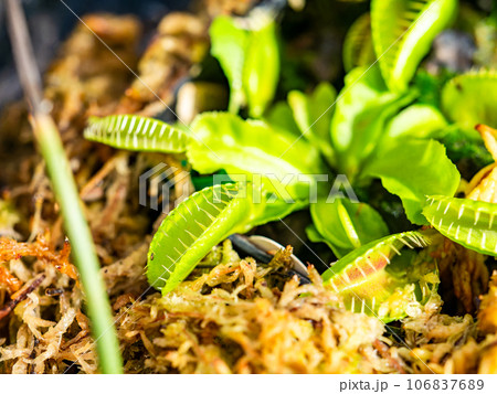 食虫植物の不思議な生態 106837689