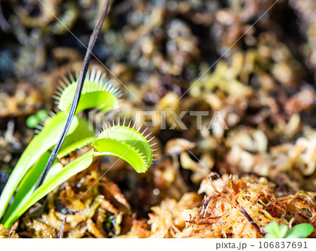 食虫植物の不思議な生態 食虫植物の不思議な生態 106837691