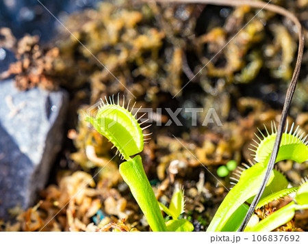 食虫植物の不思議な生態 食虫植物の不思議な生態 106837692