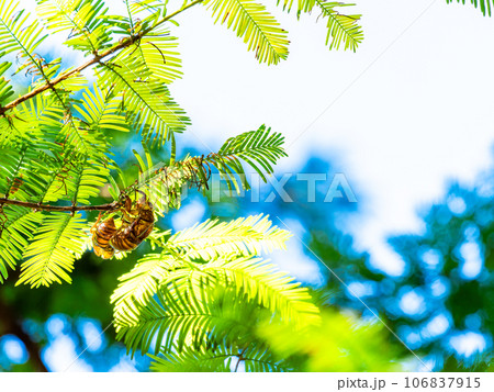 メタセコイアの新葉で羽化したセミの抜け殻 106837915