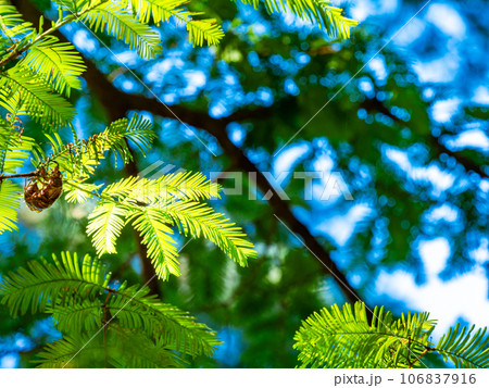 メタセコイアの新葉で羽化したセミの抜け殻 106837916