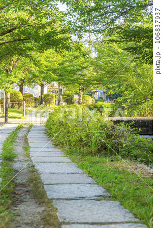 哲学の道 夏の季節 木々の緑 哲学の道 夏の季節 木々の緑 106837937