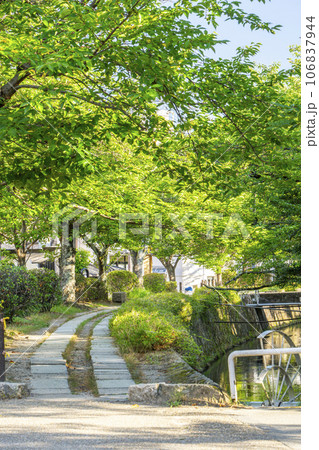 哲学の道　夏の季節　木々の緑 106837944