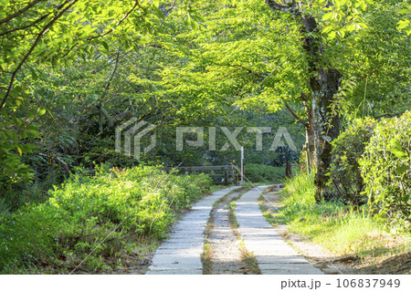 哲学の道 夏の季節 木々の緑 哲学の道 夏の季節 木々の緑 106837949