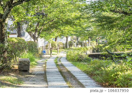 哲学の道　夏の季節　木々の緑 106837950