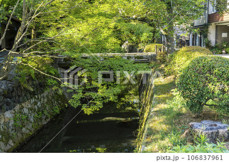 哲学の道　夏の季節　木々の緑 106837961