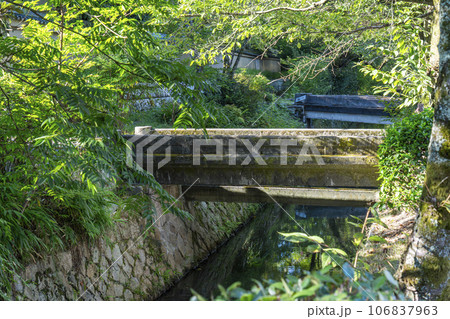 哲学の道 夏の季節 木々の緑 哲学の道 夏の季節 木々の緑 106837963