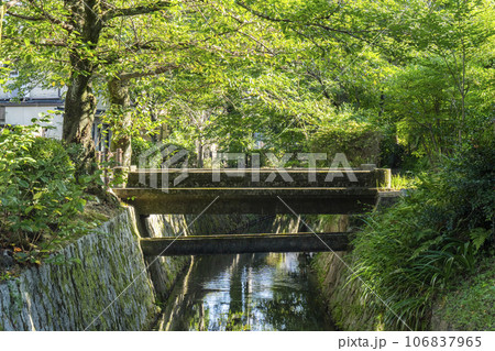 哲学の道　夏の季節　木々の緑 106837965