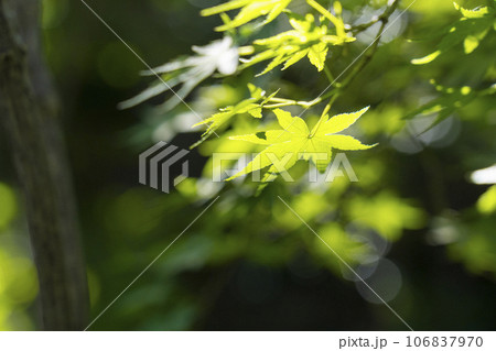哲学の道　夏の季節　朝日で透ける青もみじ 106837970