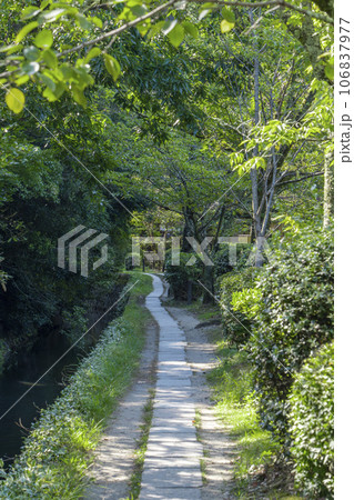 哲学の道 夏の季節 木々の緑 哲学の道 夏の季節 木々の緑 106837977