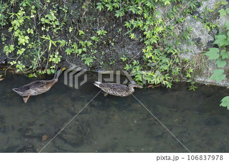 哲学の道 川にいるカルガモ 哲学の道 川にいるカルガモ 106837978