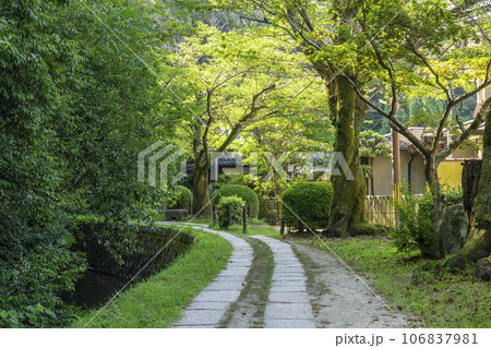 哲学の道 夏の季節 木々の緑 哲学の道 夏の季節 木々の緑 106837981