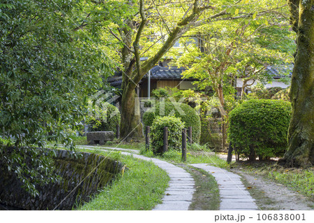 哲学の道　夏の季節　木々の緑 106838001