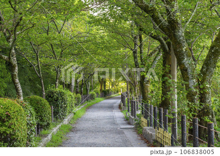 哲学の道 夏の季節 木々の緑 哲学の道 夏の季節 木々の緑 106838005