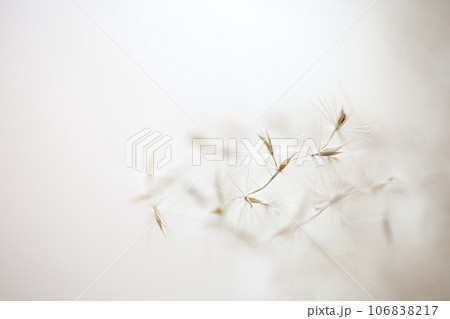 マクロの世界 マクロの世界 106838217