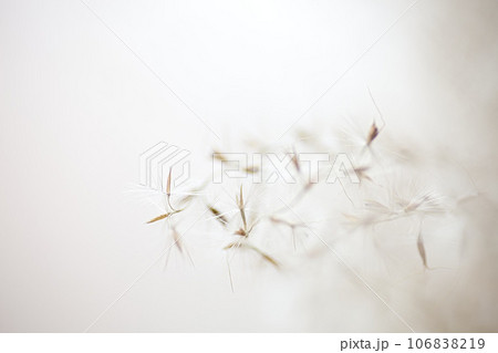 マクロの世界 106838219