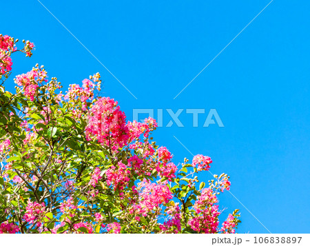 夏の花木　満開のサルスベリ 106838897